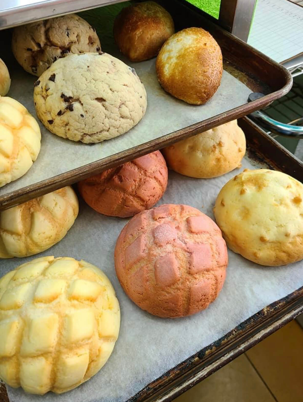 MAENIWA出店情報《5月》 MAENIWA出店情報《5月》