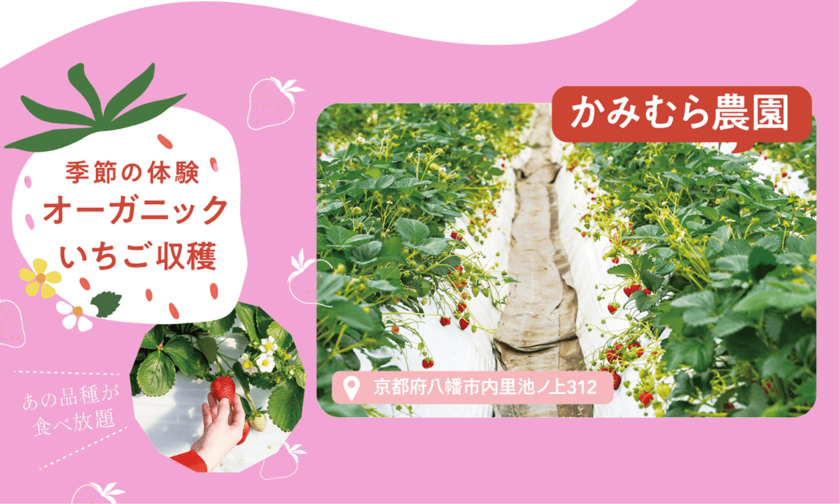 オーガニックいちご収穫 @京都府八幡市 かみむら農園