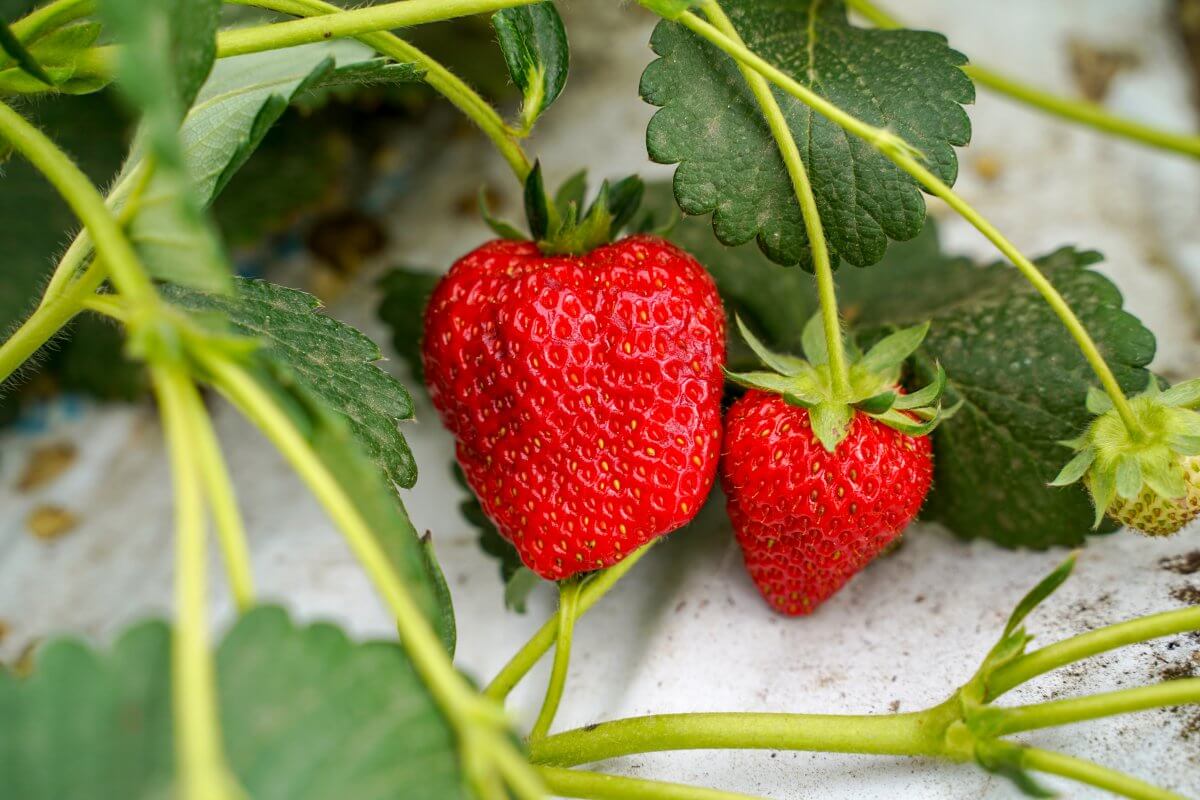 Organic strawberry picking Kyoto Kamimura Farm