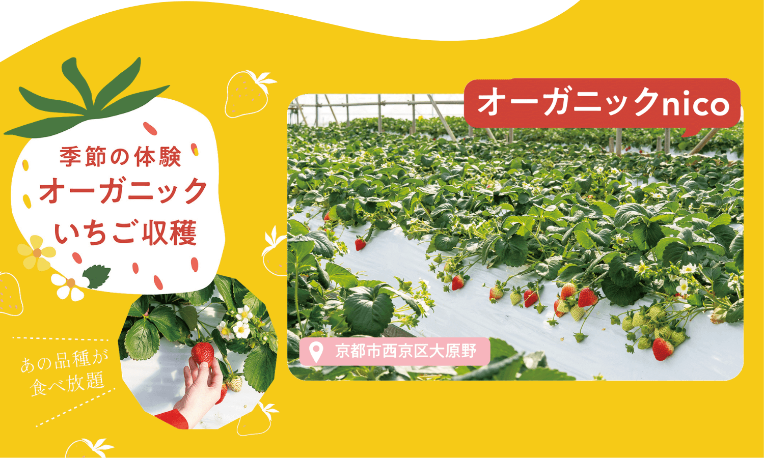 オーガニックいちご収穫 @京都市西京区 オーガニックnico