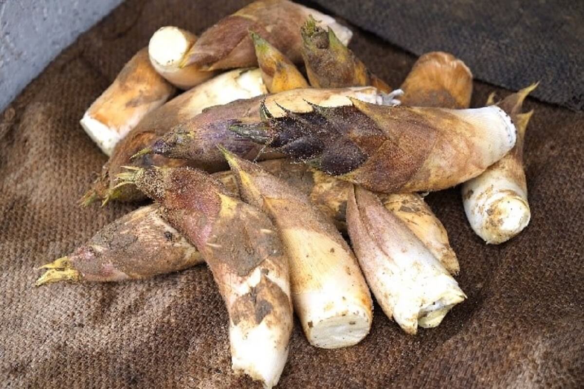 農薬不使用「白子タケノコ」収穫体験 @京都市伏見区深草 農園風緑 農薬不使用「白子タケノコ」収穫体験 @京都市伏見区深草 農園風緑