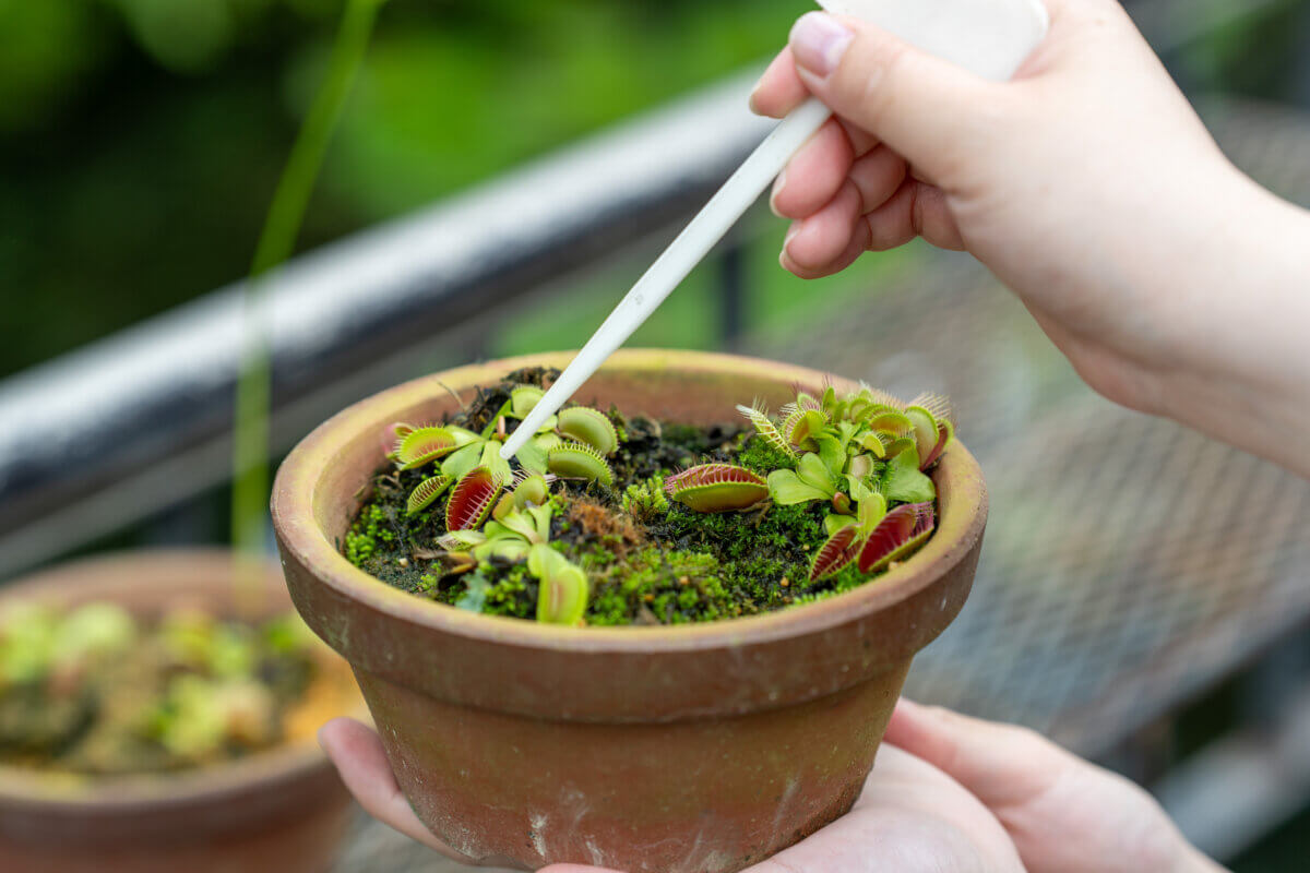植物園職員と見る!食虫植物のミクロな世界